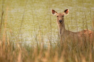 Female sambar deer alerted and hiding behind bushes and grass against a beautiful green lake background.