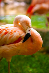 close up of a flamingo