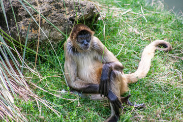 japanese macaque sitting on the ground