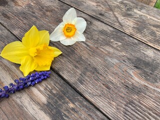 Beautiful blue flowers, yellow and white daffodils on a wooden background. Copy space.