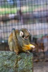 japanese macaque in the zoo