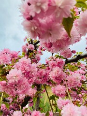 pink cherry blossom in spring