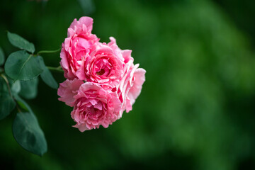 beautiful pink flowers in spring