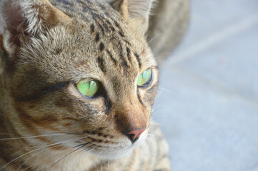 close up portrait of a cat