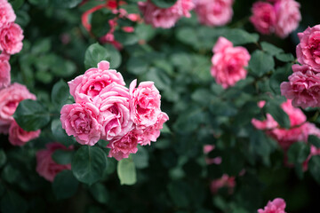 beautiful pink flowers in spring