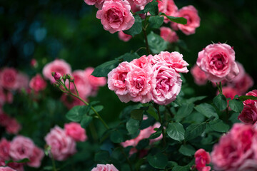 beautiful pink flowers in spring