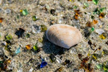 ガラスのある綺麗な砂浜と綺麗な貝殻
