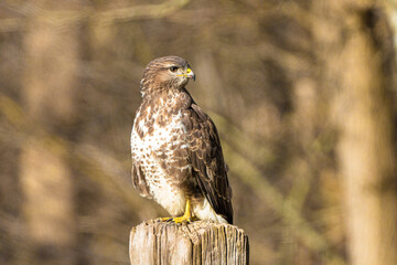 Buzzard in the forest. Sitting on a wooden post. Wildlife Bird of Prey, Buteo buteo, Looking left. Wildlife scene from nature