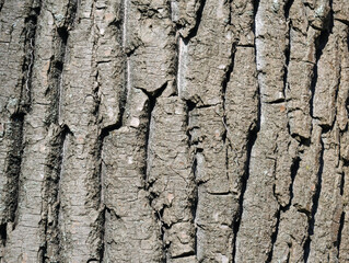 bark of a tree