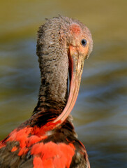 The scarlet ibis is a species of ibis in the bird family Threskiornithidae. It inhabits tropical South America and part of the Caribbean.
