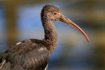The scarlet ibis is a species of ibis in the bird family Threskiornithidae. It inhabits tropical South America and part of the Caribbean.
