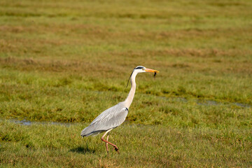 Great gray heron fishes a large insect from a ditch and quickly runs away with it across the grass. Wildlife in its natural habitat