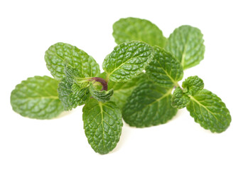 Mint leaf on white background