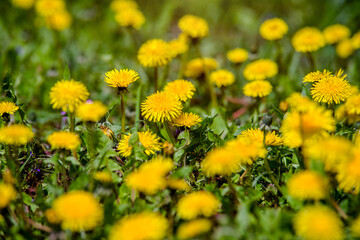 Lots of yellow dandelions on the green grass
