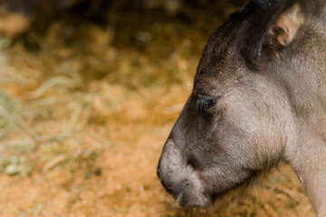 Fototapeta premium very young foal close up