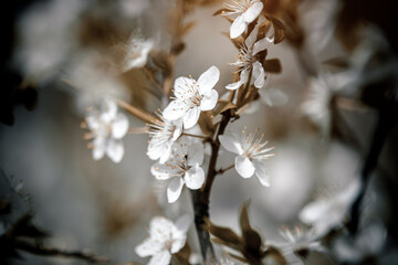 Cherry blossom branch in the garden in spring