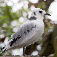Fledgeling Kittiwake, Sizewell, Suffolk, UK.