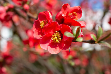 Fototapeta na wymiar the first beautiful spring flowers blooming in Crimea