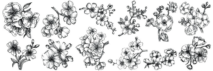 Sakura flower. Floral botanical flower. Isolated illustration element. Vector hand drawing wildflower for background, texture, wrapper pattern, frame or border.