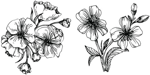 Sakura flower. Floral botanical flower. Isolated illustration element. Vector hand drawing wildflower for background, texture, wrapper pattern, frame or border.