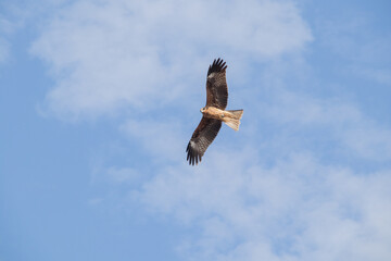 大空を飛び回るトンビ