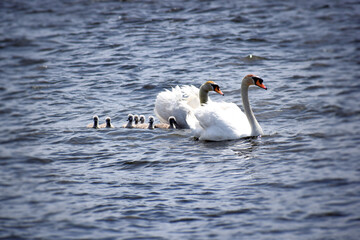 水辺を泳ぐ白鳥の親子