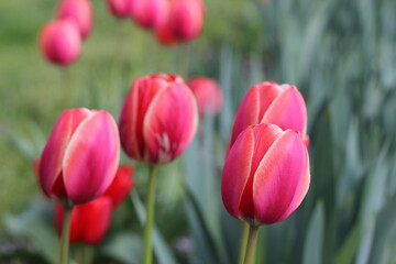 tulips in the garden