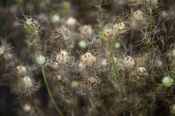 dried wild  flowers (Black cumin flowers) together with dried grass,beige close up on a blurred background