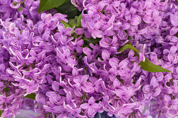 Beautiful violet  Lilac flowers  background.Border design closeup.Spring background