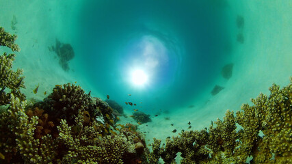 Tropical fishes and coral reef at diving. Underwater world with corals and tropical fishes. Philippines.