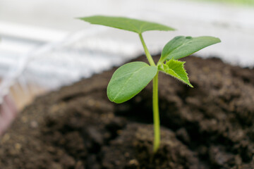 Green sprout of a cucumber. Fertile land. The concept of planting plants in the ground.