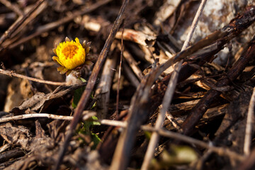 Small yellow flower about to burst