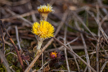 Closeup on yellow flower in the spring