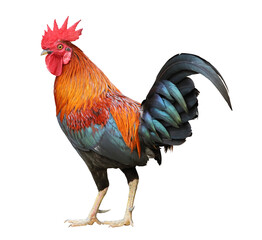 Back of colorful free range male rooster isolated on white background - obrazy, fototapety, plakaty