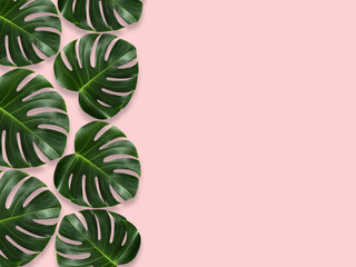 Tropical leaves Monstera on pink background. Flat lay. top view