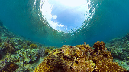 Reef Coral Tropical Garden. Tropical underwater sea fish. Colourful tropical coral reef. Philippines.