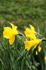 beautiful bright yellow large daffodil flowers