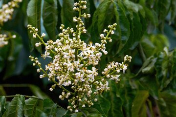 Yellow flower blooming on yellow fruit tree