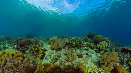 Fototapeta na wymiar Tropical sea and coral reef. Underwater Fish and Coral Garden. Underwater sea fish. Tropical reef marine. Colourful underwater seascape. Philippines.