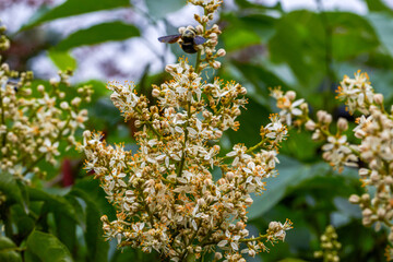 Yellow flower blooming on yellow fruit tree
