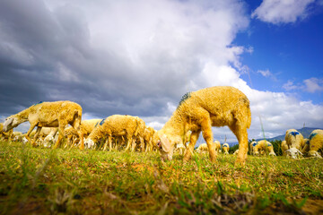 Sheep grazing grass on green meadow under blue sky with clouds.