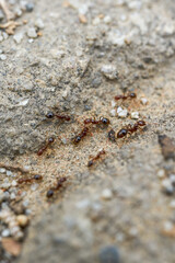 Macro close-up of a group of ants on the ground