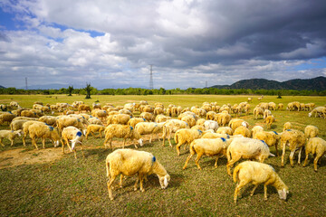 Fototapeta premium Sheep grazing grass on green meadow farmland landscape. Agriculture or livestock concept.