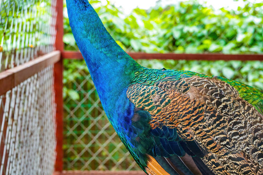 A beautiful and colorful male peacock