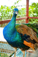 Obraz premium A beautiful and colorful male peacock