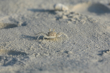 white crab on white tropical sand
