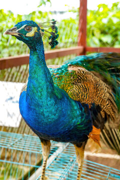 A beautiful and colorful male peacock
