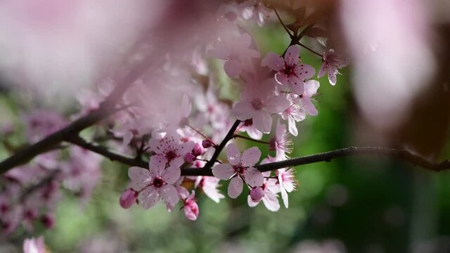 Nice blossom spring branch with flowers of prunus tree macro 4k video