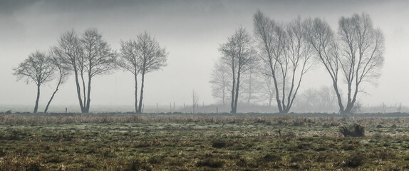 MISTY TREES - A cool spring morning on the meadow