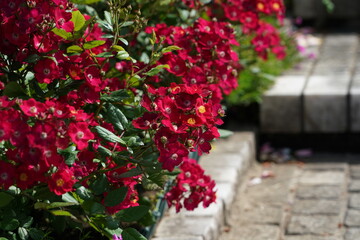 rose flower garden in spring